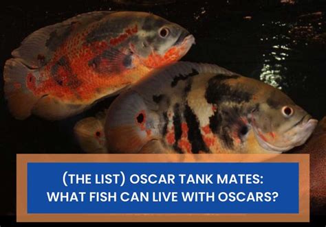 what fish can live with oscars.